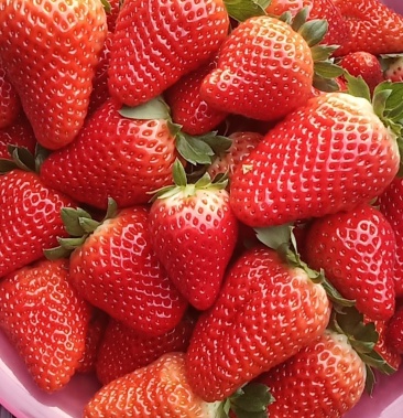 [草莓批发]宁玉 丹莓价格13.00元/斤 - 一亩田