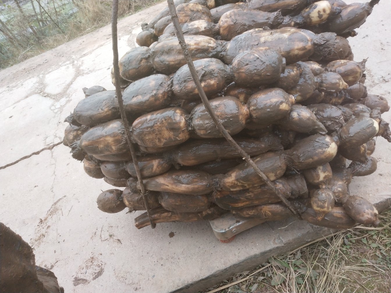 挑选新鲜白莲藕 挑选新鲜白莲藕