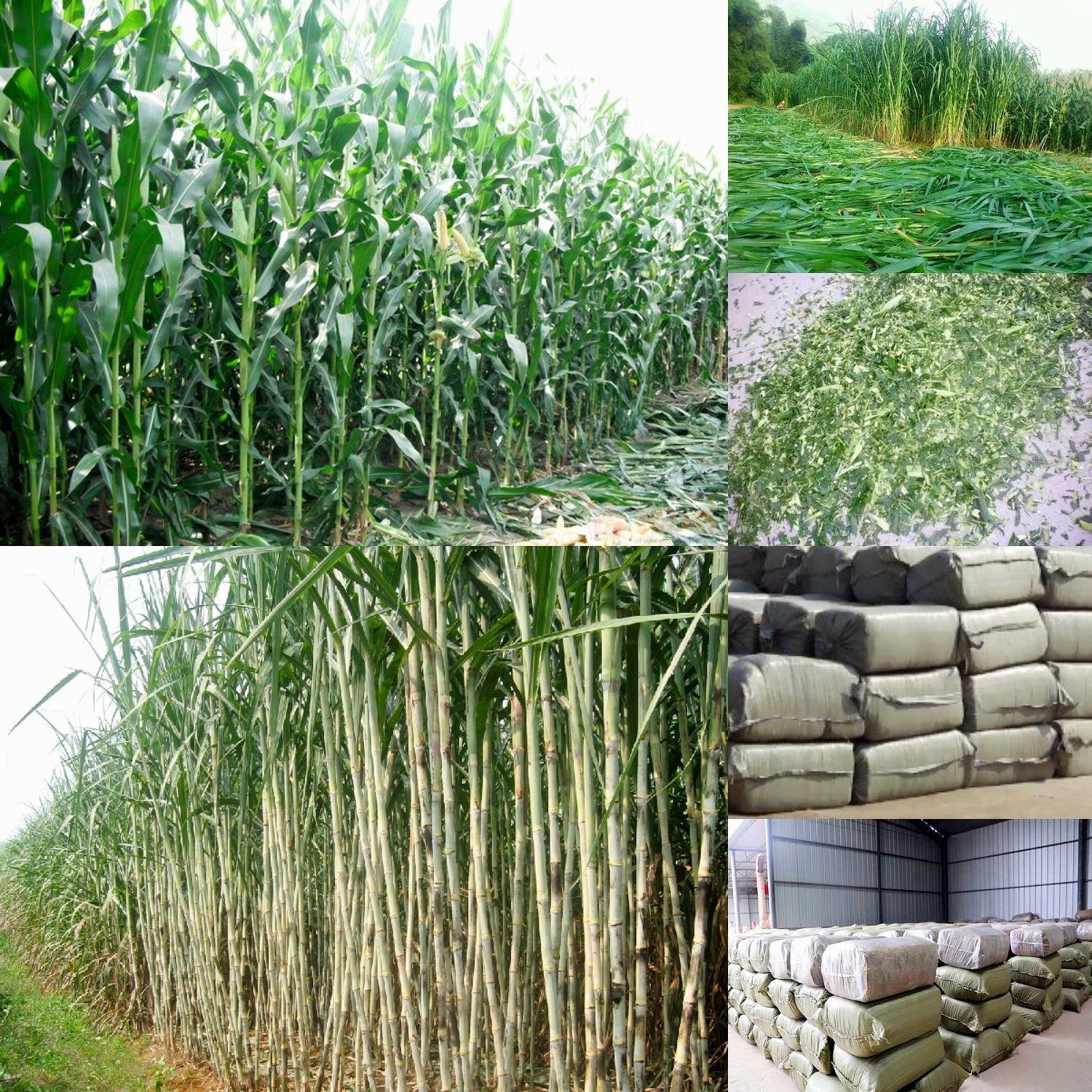 玉米秸秆青储质量保证