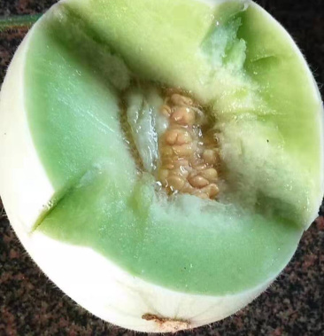 新鲜玉菇甜瓜大量上市 肉嫩味甜 价格美丽 产地直销