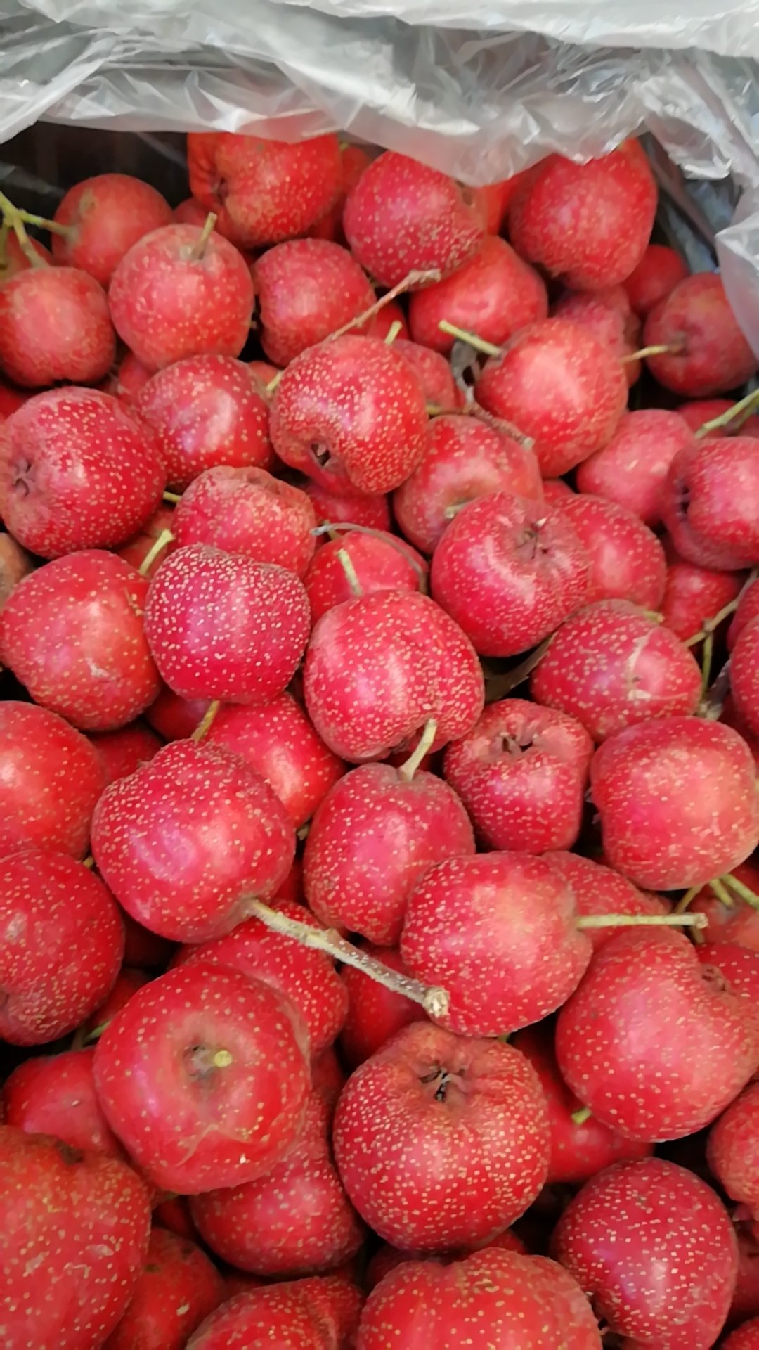 铁山楂,四季都不化糖的品种,硬度好耐储存,耐运输