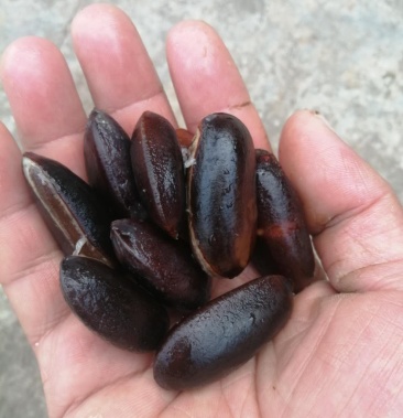 [批发]黄晶果种子价格3.50元/个 - 一亩田