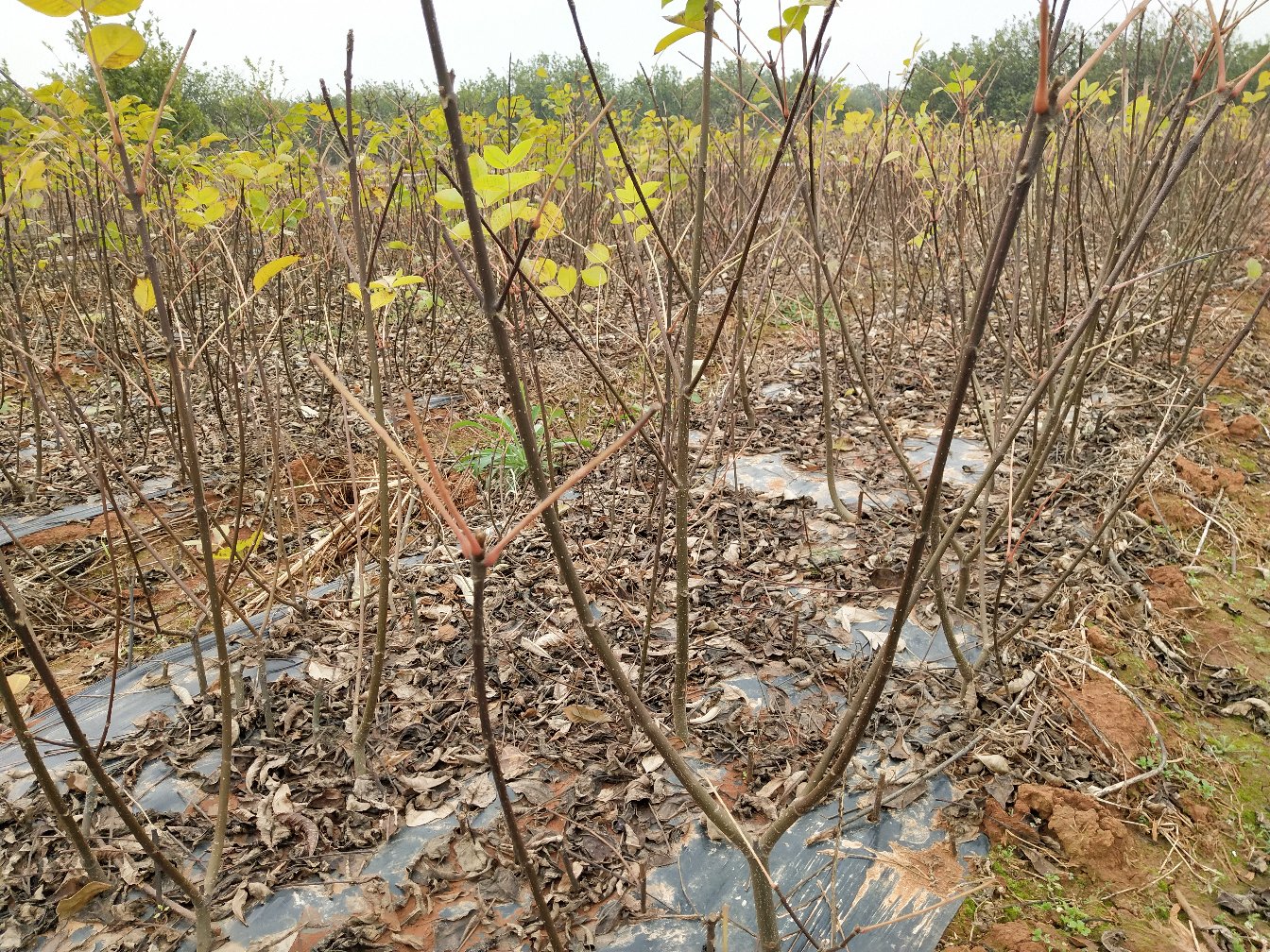 [吴茱萸苗批发]【有好货】吴茱萸(茶辣)苗,枝条,正宗江西中花,自产自