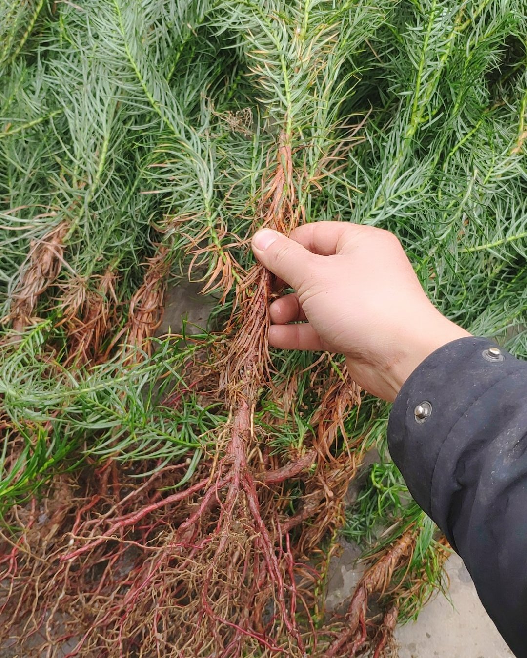 杉树苗速生杉树杯苗30厘米以上速生裸根苗速生杉树苗