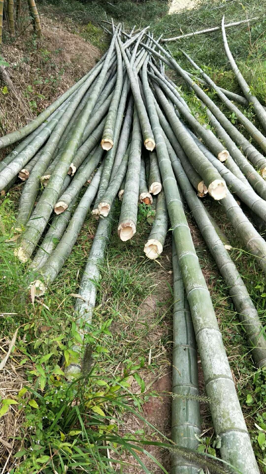 竹杆批发,杉木杆批发市场,竹条批发_大山谷图库