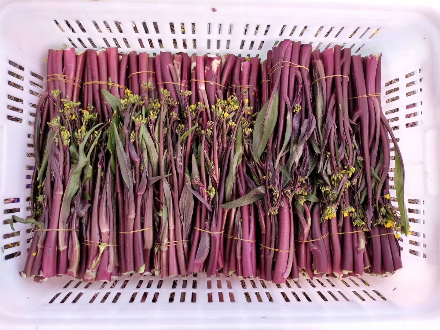 家庭厨房中红菜苔清炒过程