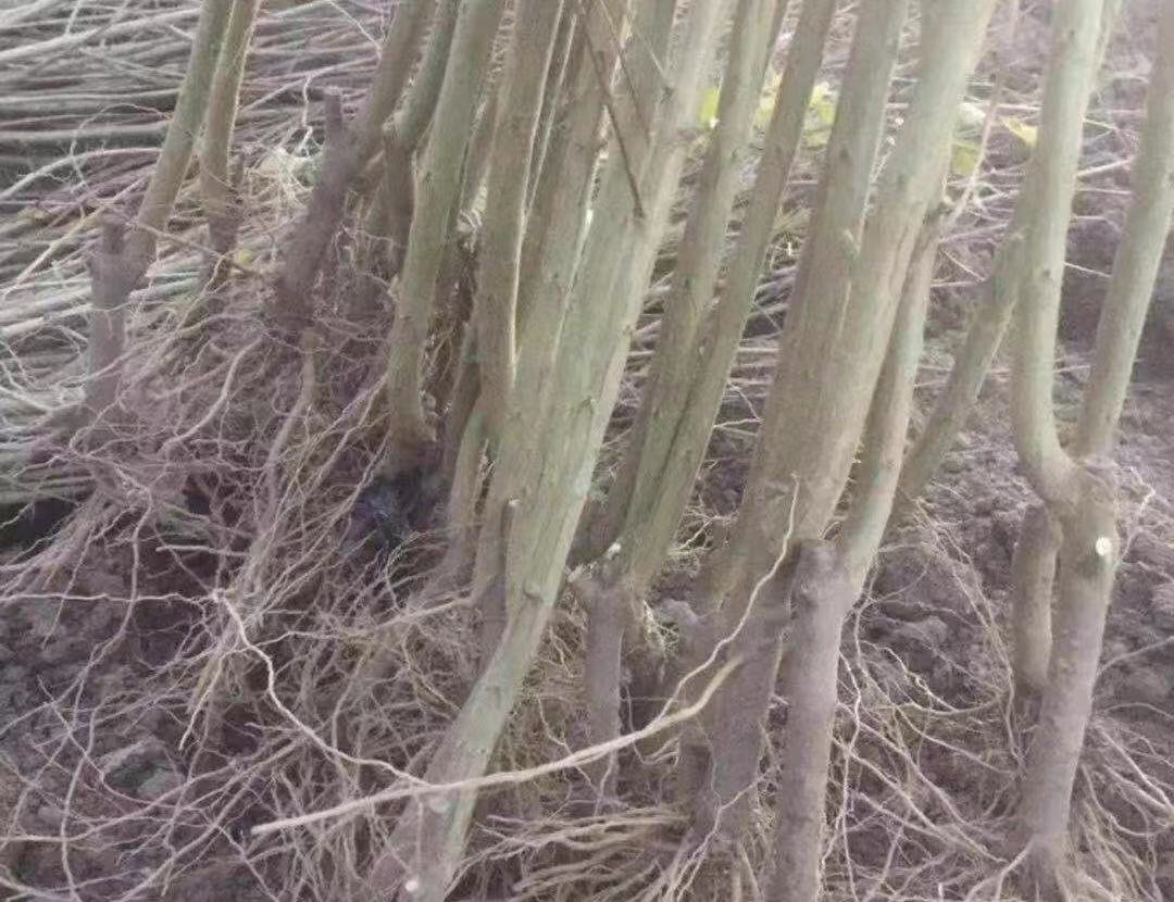 正宗金枕头榴莲树苗,嫁接良好,主干直立,根系健康 正宗金枕头榴莲树苗