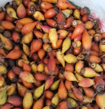 重庆大山里的野生金樱子