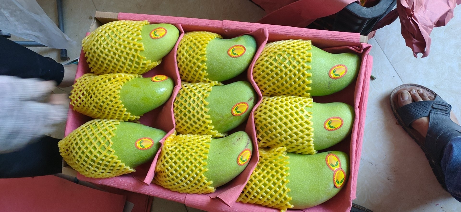 一组小芒台标准包装实拍图：透明PET盒装，内衬食品级植绒垫，每盒整齐摆放3颗小台芒，果身贴有溯源二维码标签，盒盖印有“小芒台·鲜摘直送”字样及芒果简笔插画，整体风格清新简约，置于纯白大理石台面