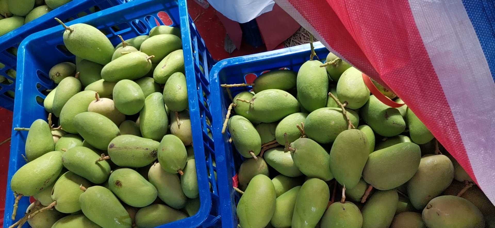 一篮刚采摘的新鲜小台芒整齐摆放在竹编托盘上,阳光透过叶片洒落在金黄色的果皮上,部分果实带有自然粉红晕染,背景为热带果园环境,突出果实的新鲜度与自然生长状态 新鲜小台芒特写