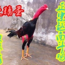 越南斗鸡蛋多少钱哪里有卖斗鸡种蛋