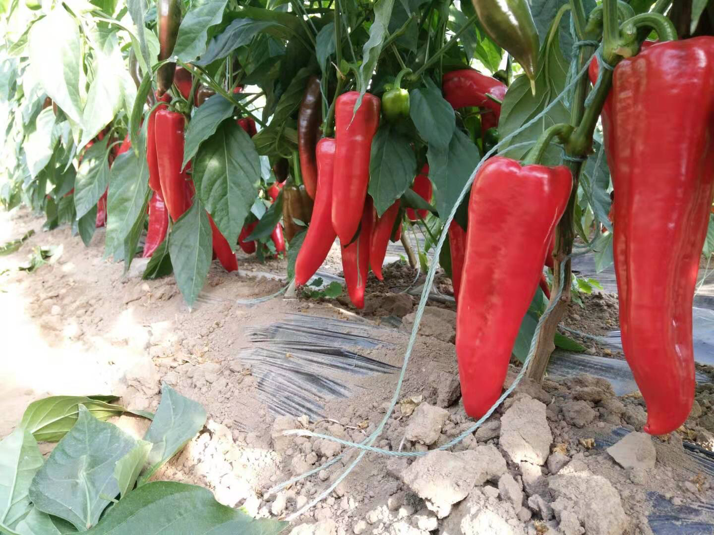 赤峰牛角椒成熟果实特写