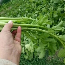 雪里红辣菜