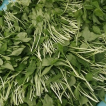 马兰头（精品马兰头蔬菜）