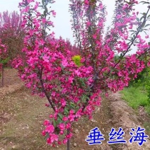 绿化苗木西府海棠西湖海棠西湖海棠树苗海棠花苗高