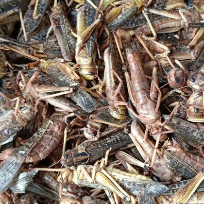 蝗虫价格行情_今日蝗虫价格多少钱一斤 _ 一亩田