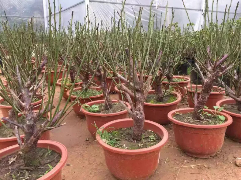 户外庭院中松红梅盆栽置于遮阳网下,背景有温度计显示30℃,植株叶片翠绿无病斑,花盆底部有托盘但无积水,旁边放置喷雾器和园艺剪刀 松红梅夏季遮阳养护实景图