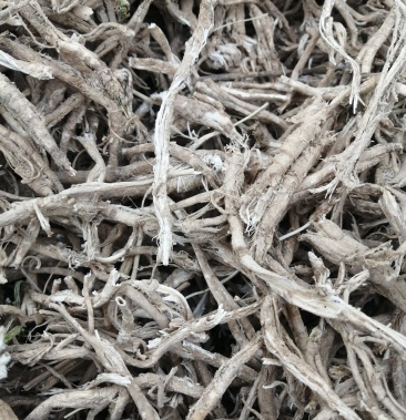 茴香根小茴香根皮产地一手货源药厂专供