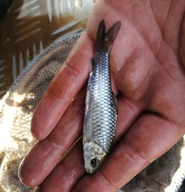 青波鱼苗310公分