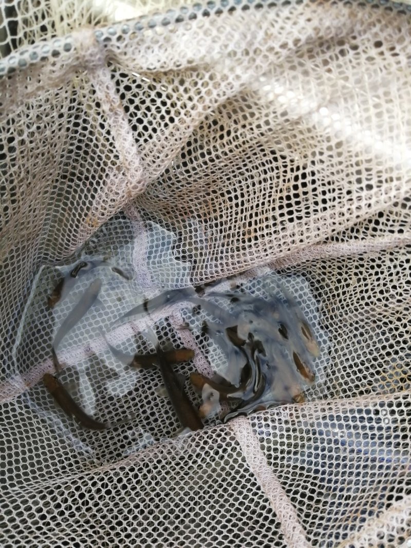 [岩原鲤鱼批发]四川自贡大安区鲤鱼 3.00元/个岩原鲤鱼苗,各 _ 一亩田