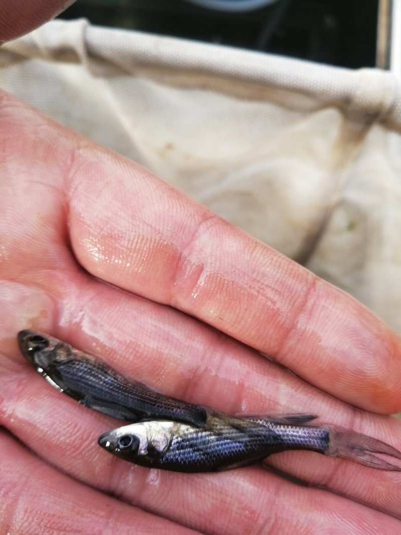 [岩原鲤鱼批发]四川自贡大安区鲤鱼 3.00元/个岩原鲤鱼苗,各 _ 一亩田