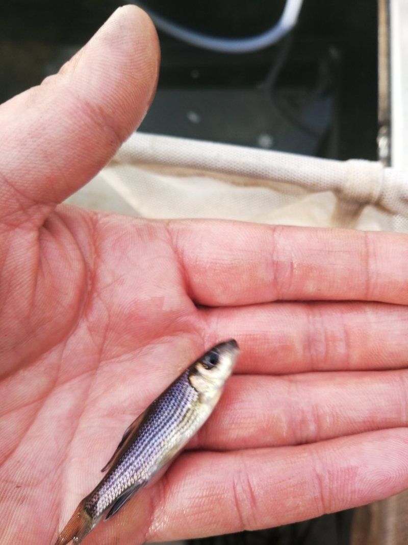 [岩原鲤鱼批发]四川自贡大安区鲤鱼 3.00元/个岩原鲤鱼苗,各 _ 一亩田