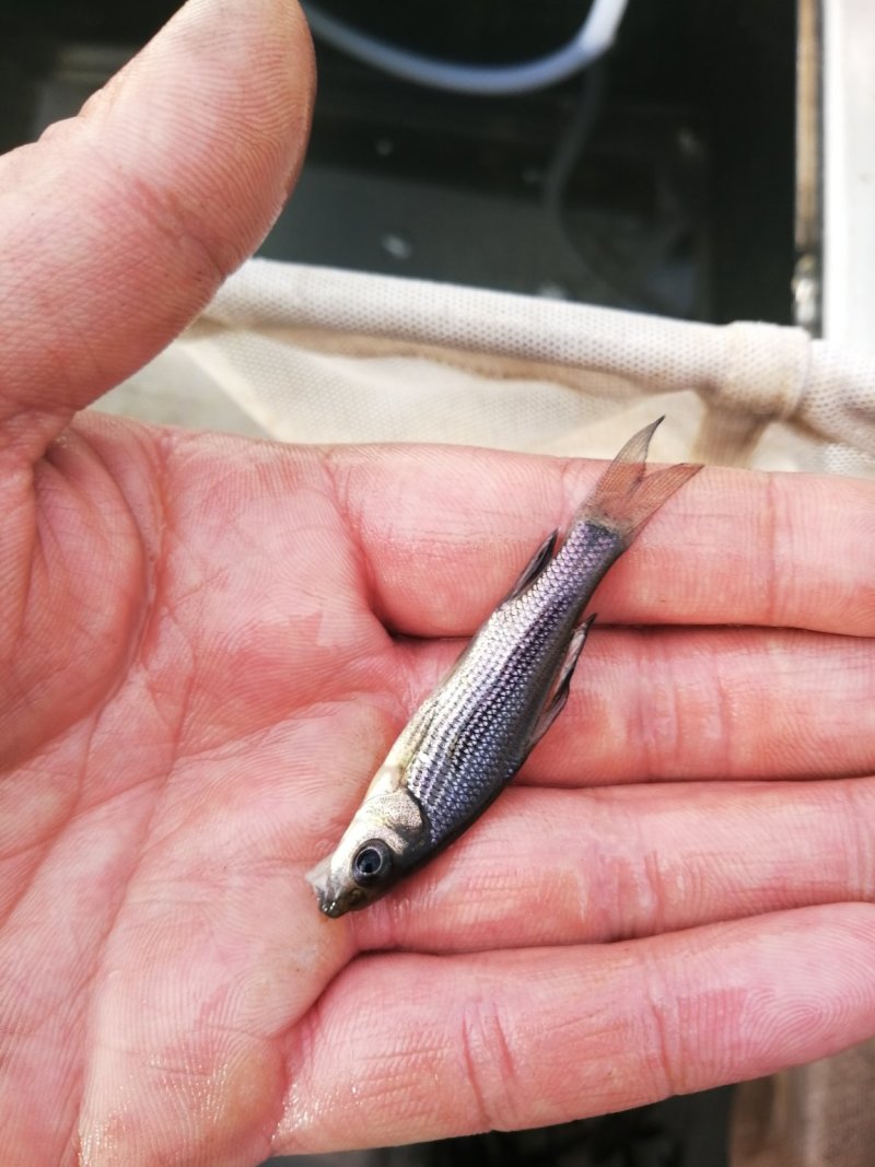 [岩原鲤鱼批发]四川自贡大安区鲤鱼 3.00元/个岩原鲤鱼苗,各 _ 一亩田