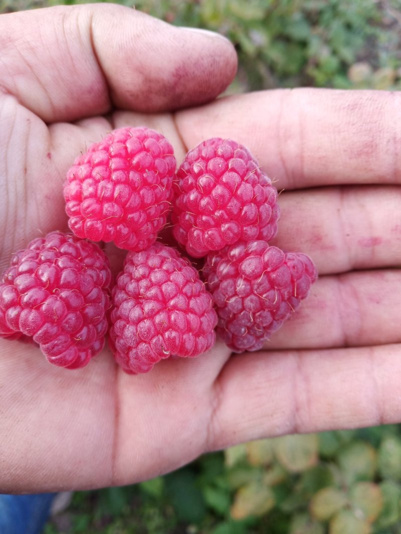 红树莓盆景苗,双季红树莓当年结果盆栽苗,双季红树莓秋萍苗