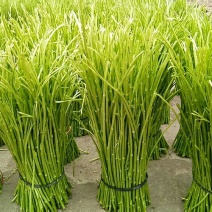 芦蒿种植户直销产地直销