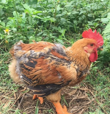 k9新广k901鸡苗麻黄鸡苗慢羽快大鸡苗公苗