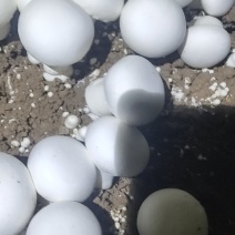 双孢菇基地诚招客源！优质雪花白蘑菇！各种等级
