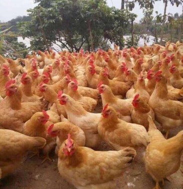 [三黄鸡苗批发]快大黄鸡苗快大型肉鸡苗成年可长6到10斤一个多月4斤