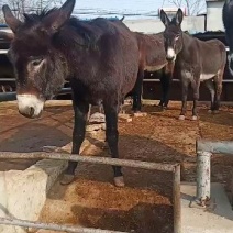 肉驴养殖场肉驴养殖技术养驴基地小毛驴价格