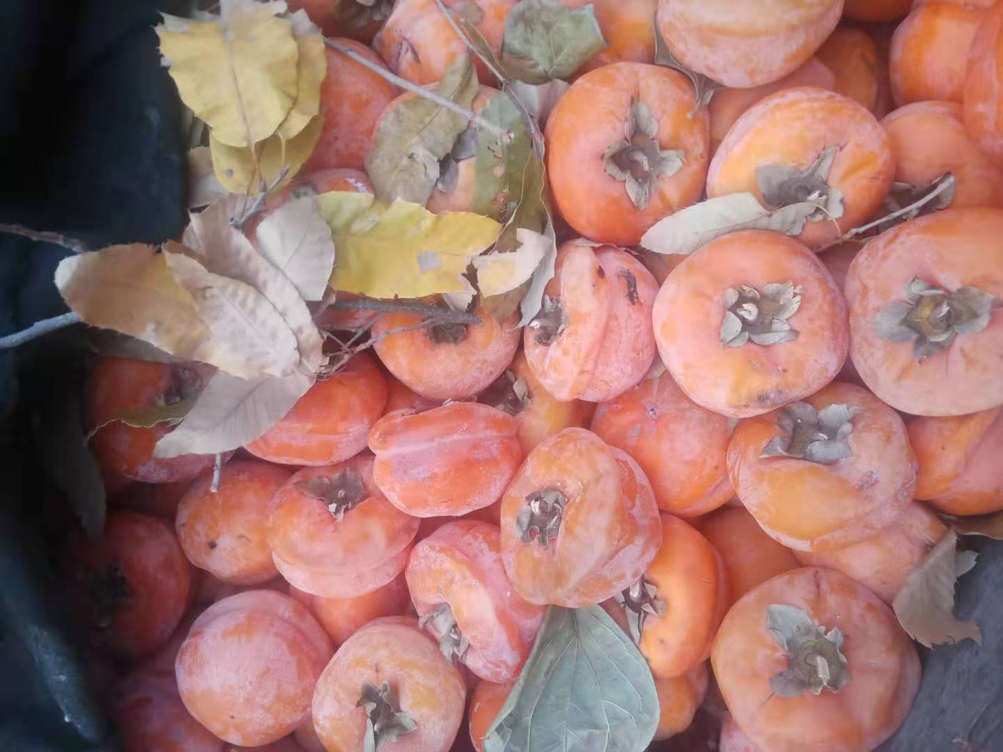 磨盘柿深加工产品展示台