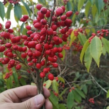 冬青铁冬青种苗山地实生挂果苗成活次年结果美色可餐