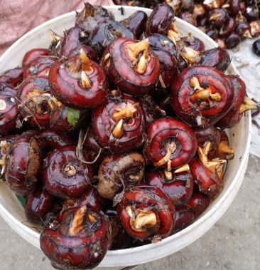 荸荠马蹄大荸荠大马蹄精品马蹄