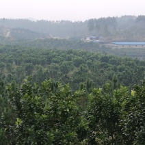 化橘红果园，可种植养殖建农庄，鱼塘环抱，设施齐全。