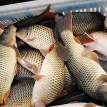 鲤鱼放钓放生食用送货上门保质保量