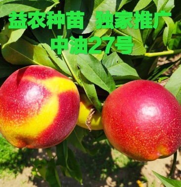 [油桃苗批发]【热销品种】中油27桃树苗()包品种,包技术,包成活价格5.