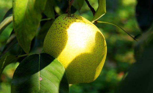 一片阳光充足的山坡果园中,成排的雪花梨树挂满黄绿色果实,枝条因果实沉重微微下垂,果皮表面有细腻斑点,阳光照射下泛着自然光泽,背景为蓝天白云和远处农舍 雪花梨果园全景