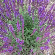 兰花鼠尾草四季易种花苗景观园林阳台花海庭院花苗耐寒耐旱