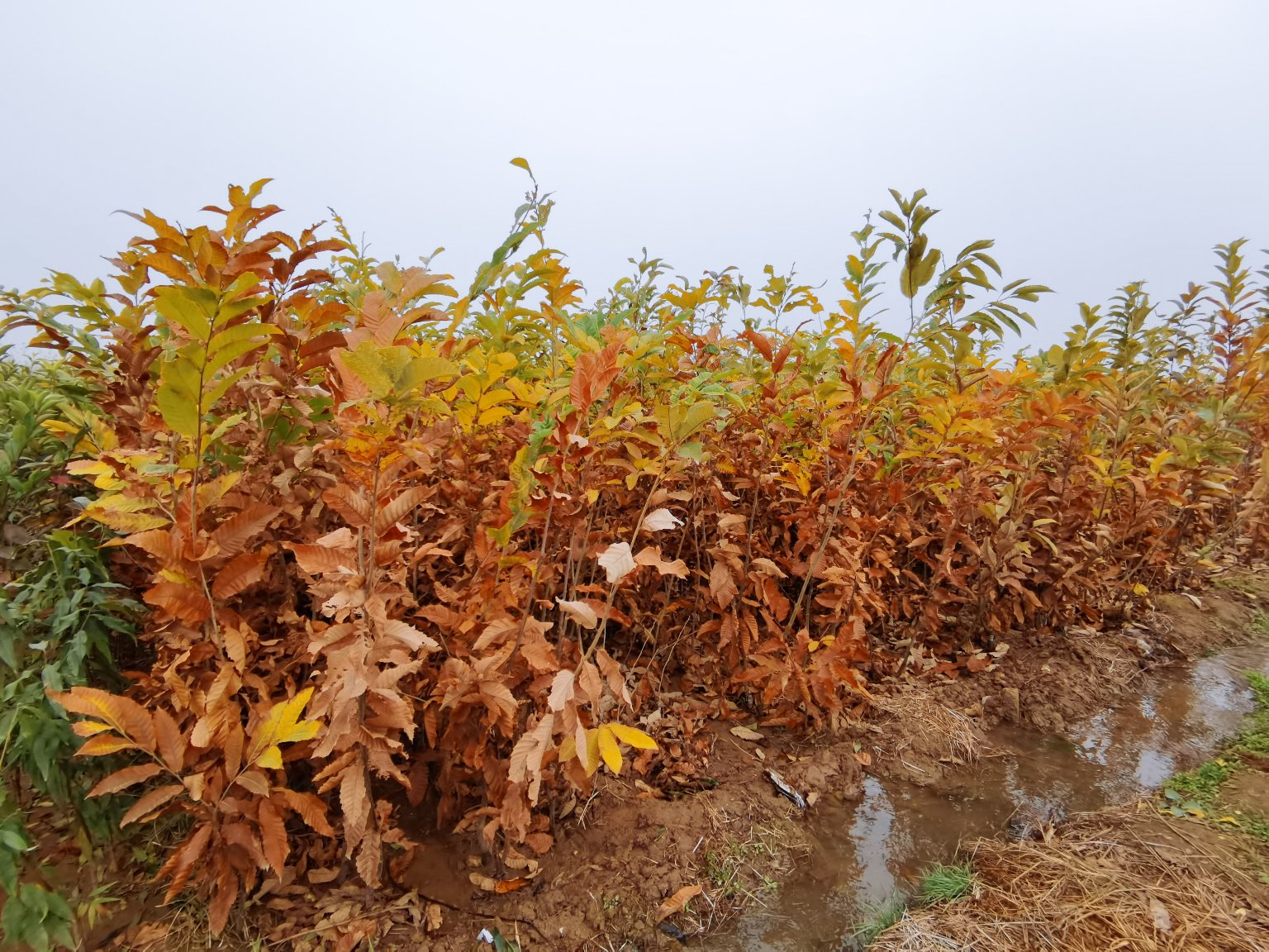 栗子不同季节种植对比示意图