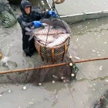 大青鱼