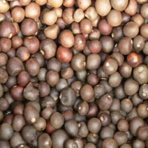茶花种子所以得名山茶花。