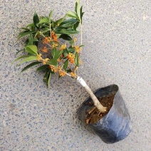 桂花盆栽桂花树苗，桂花苗盆栽丹桂苗金桂苗桂花苗