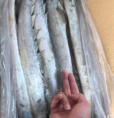 [带鱼批发]高鲜度渤海刀鱼自有船队冷库工厂直销价格6