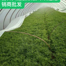 大棚芦篙去根去叶自种大棚现摘现发批量发货