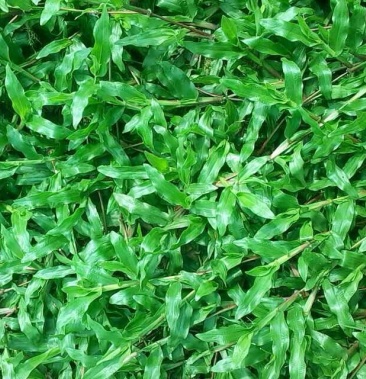 大叶油草批发广西大叶油草广州大叶油广东大叶草南宁草皮