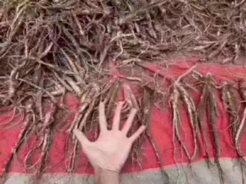 鲜参质量检测示意图