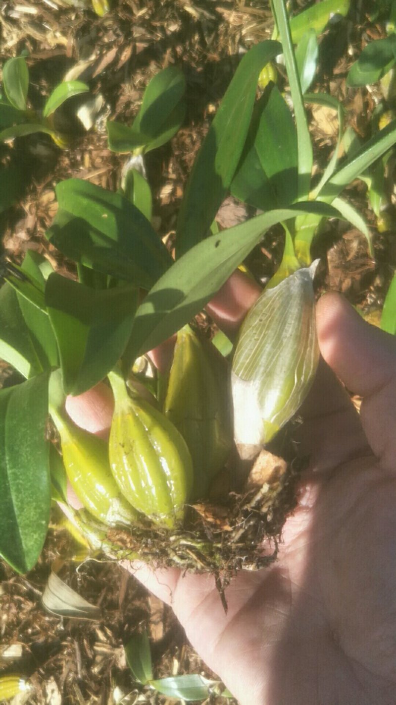 鼓槌石斛小圆鼓槌石斛中大型号鼓槌现货基地货